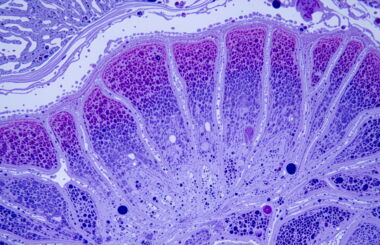 Pathologie, Ärzte, PACS,